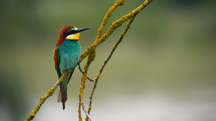 European bee eater, Merops apiaster.