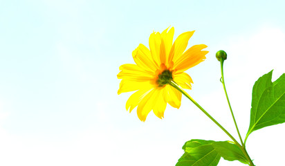 Mexican sunflower weed and blue sky background