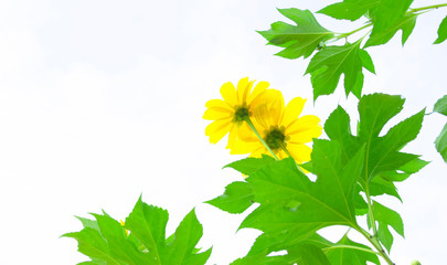 Mexican sunflower weed and blue sky background