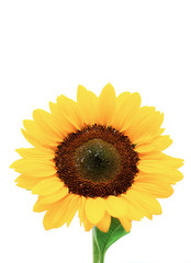 Fototapeta premium Sunflower on white background.