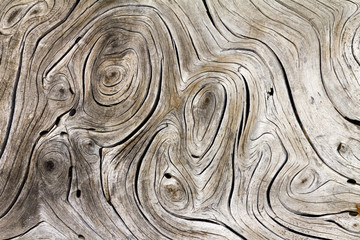 Natural tree wood background swirl pattern texture