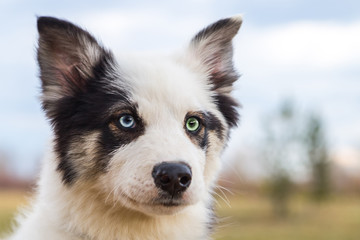 Portrait Yakut husky puppy natural background heterochromia eyes
