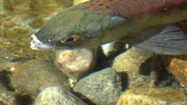 Old salmon in bad shape from spawning moves slowly away