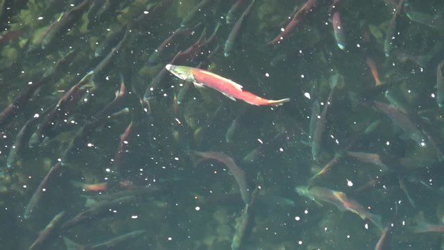 One old sockeye salmon swims in a pool of other fish