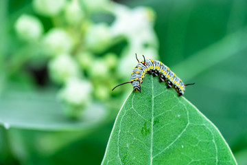 monarch butterfly caterpillar on leaf