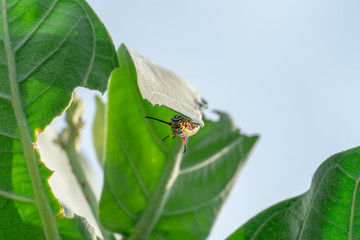 monarch butterfly caterpillar on leaf