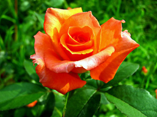 Blooming coral-colored rose in the garden close-up. Selective focus.