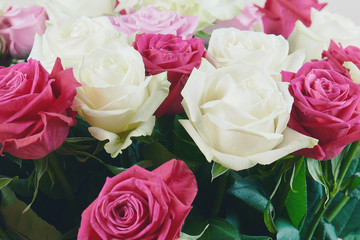 A large bouquet of red, pink and white roses close-up. Background of roses. Congratulations on the holiday. Love and tenderness.