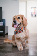 Golden spaniel dachshund mix dog at home with bandana