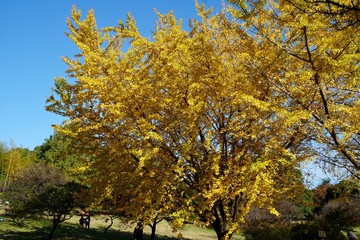 イチョウの黄葉