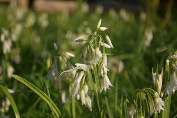 Peaceful Spring Honeybells (Onion Weed)
