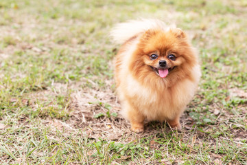 Pomeranian spitz dog