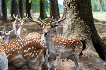 Male fallow deer, Dama dama, at Seaview Game Farm, Comox Valley, British Columbia Canada