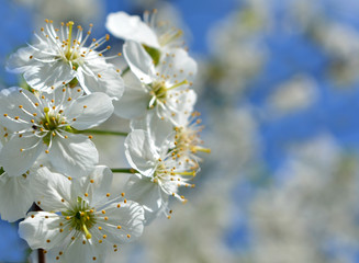 beautiful spring nature: white cherry flowers against the blue sky, delicate bright floral arrangement, flowering garden