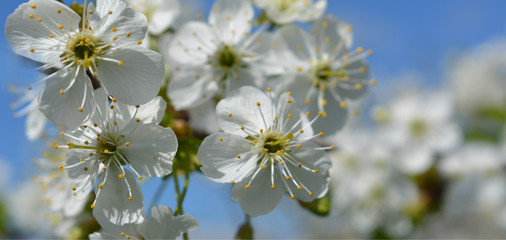 beautiful spring nature: white cherry flowers against the blue sky, delicate bright floral arrangement, flowering garden,panorama