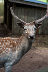 Male fallow deer, Dama dama, at Seaview Game Farm, Comox Valley, British Columbia Canada