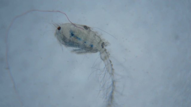 Male cyclops under the microscope in lake water. Close up. UHD 4K.