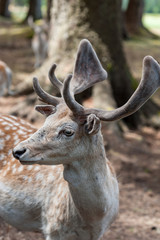 Male fallow deer, Dama dama, at Seaview Game Farm, Comox Valley, British Columbia Canada