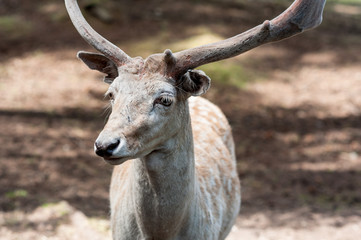 Male fallow deer, Dama dama, at Seaview Game Farm, Comox Valley, British Columbia Canada