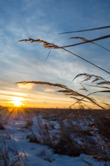 Fototapeta na wymiar Sun with rays and plants. Winter landscape