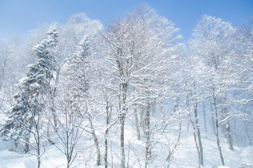winter wild forest landscape