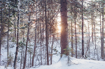 Coniferous Siberian forest