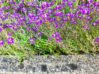 Stone border and lilac flowers
