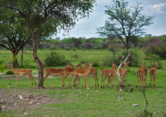 flock of impala antelopes