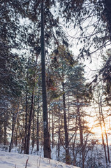 Coniferous Siberian forest