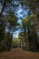 Forest vegetation, illuminated by bright sunshine, photo with high contrast