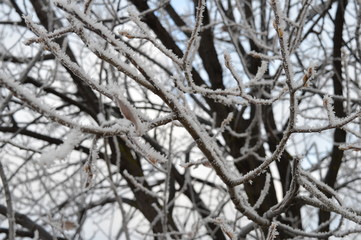 branches covered with snow