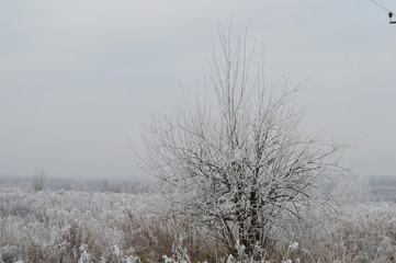winter landscape with trees