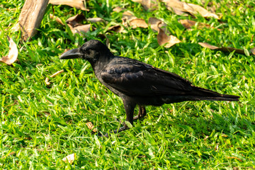 crow, on the crowing crow
