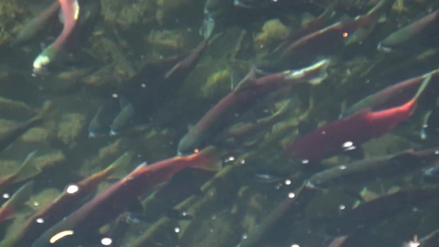 Rack focus into a school of swimming salmon