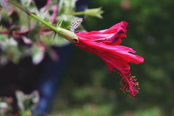 Pink Hibiscus Flower