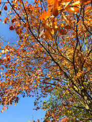 Yellow autumn leaves on trees in park