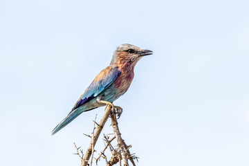 lilac breasted roller