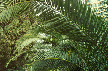 Obraz na płótnie Canvas Palm tree leaves in arboretum. Big leaves