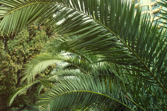 Palm tree leaves in arboretum. Big leaves © Maria