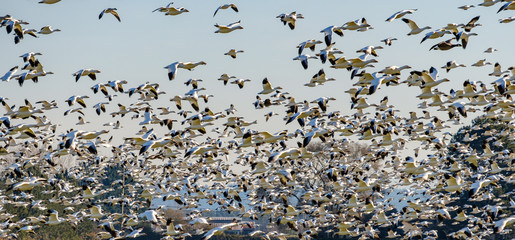 massive flock of snow geese take flight on top of farm land on a clear day