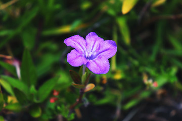 purple flower in garden