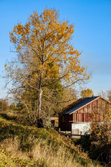 tall tree with golden leaves by the side of red barn house on the road side under blue sky
