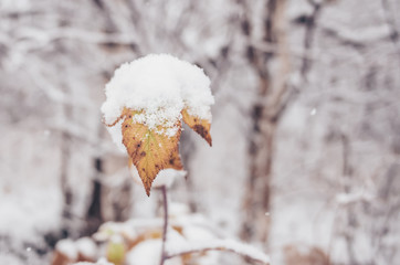 Small plant close up