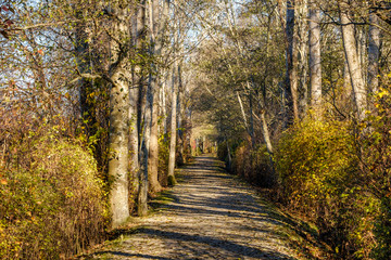 Fototapeta na wymiar trail inside forest with sunlight hitting the ground through the foliage on an autumn morning