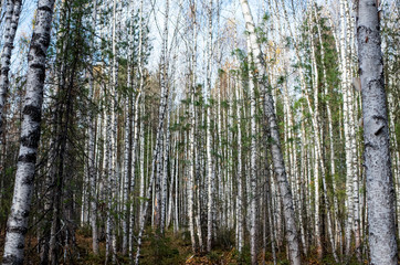 Aspen trunks in the forest 