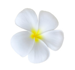 Naklejka na ściany i meble beautiful white plumeria rubra flowers isolated on White background.