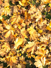 Old, faded, fallen autumn leaves on grass