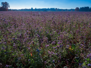 Fototapeta premium Purple field flowers at Bavarian region during autumn and stunning sunshine