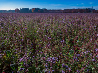 Fototapeta premium Purple field flowers at Bavarian region during autumn and stunning sunshine