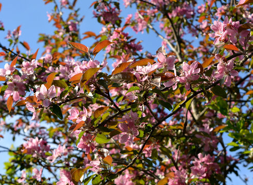 flowering garden, spring countryside, pink flowers on the branches against the blue sky